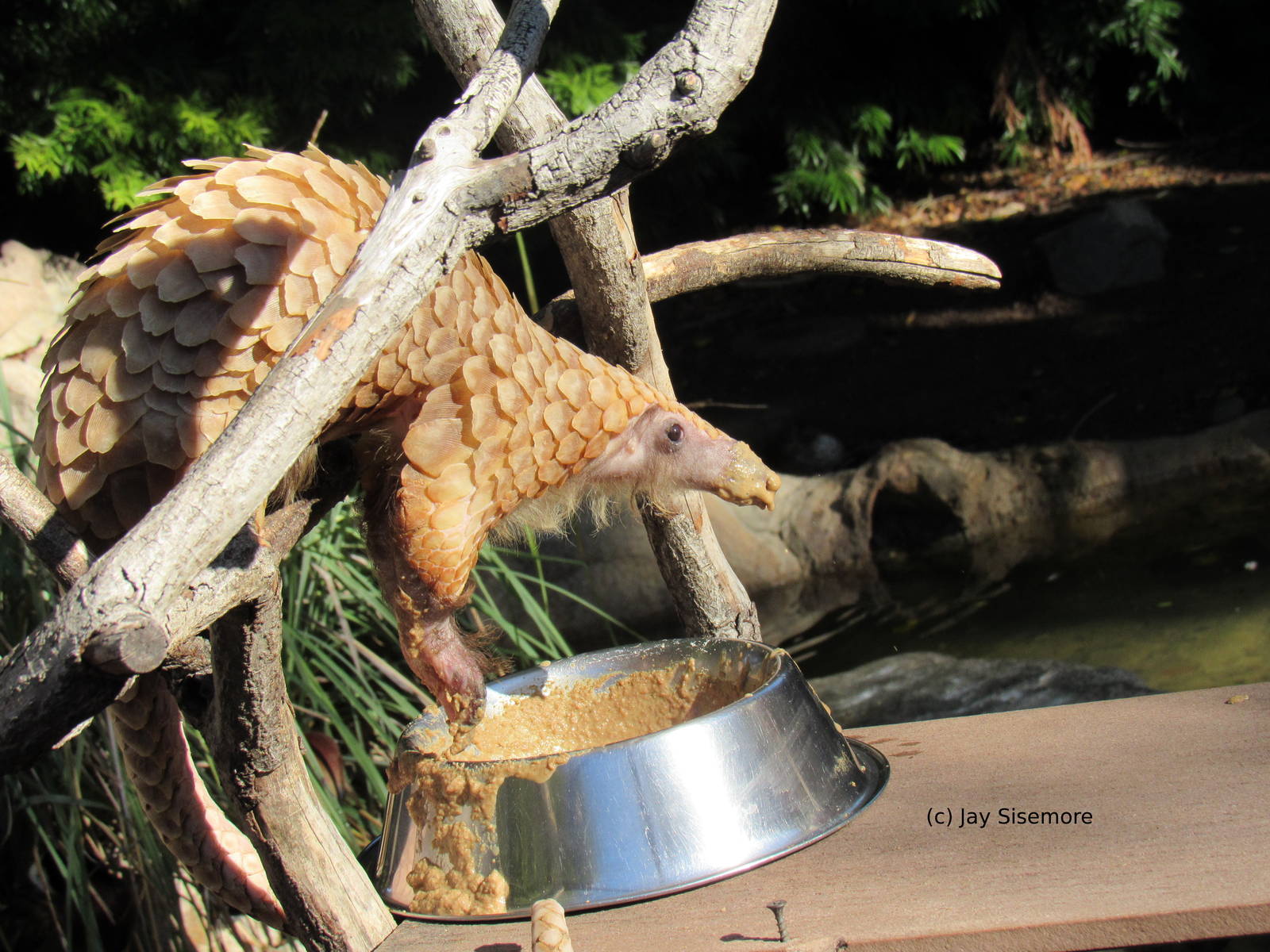 Baba the White-Bellied Tree Pangolin