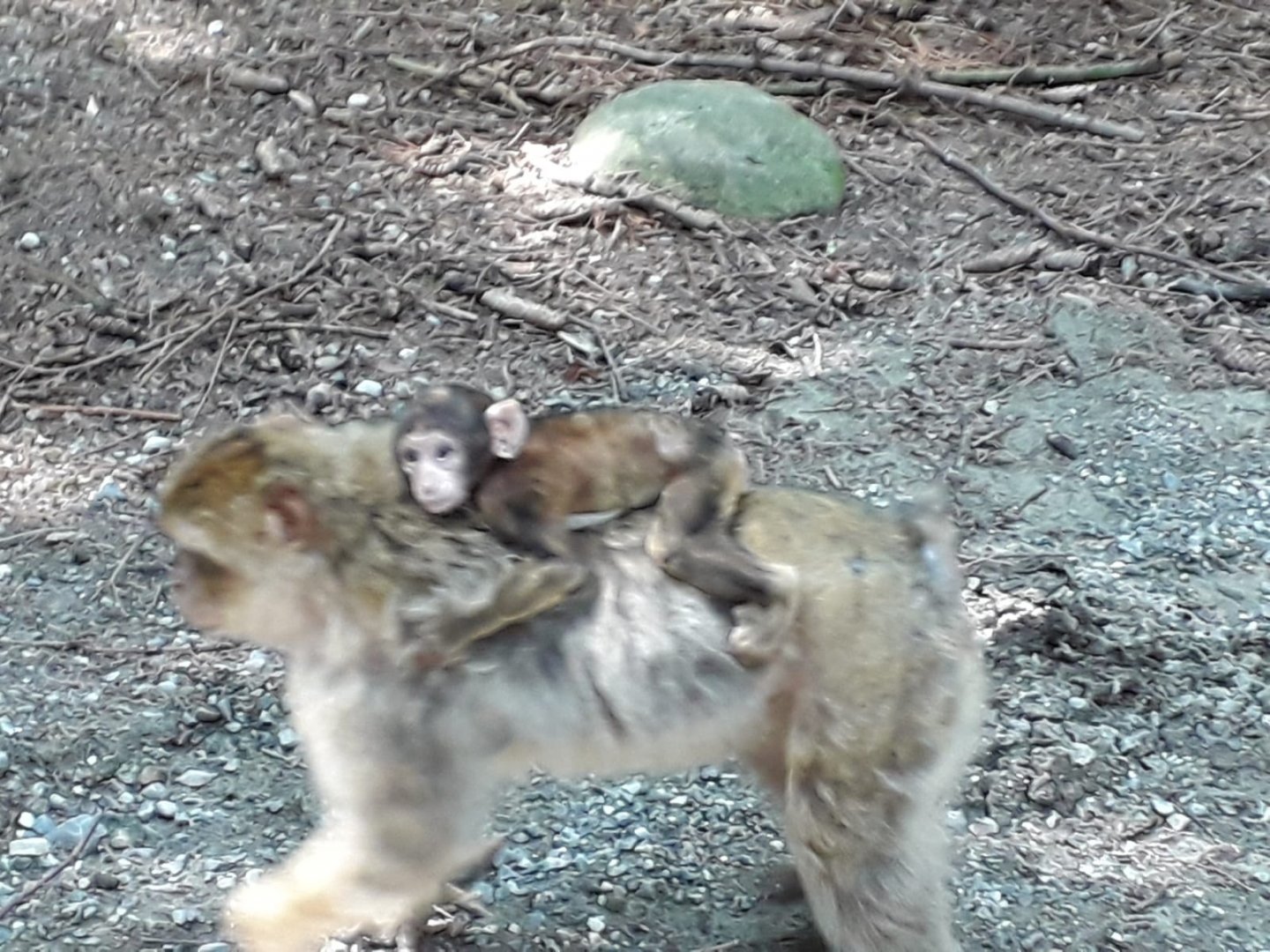 Babary maqaque with baby