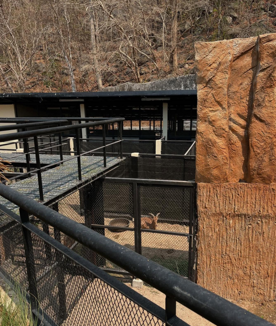 Babary sheep comeback