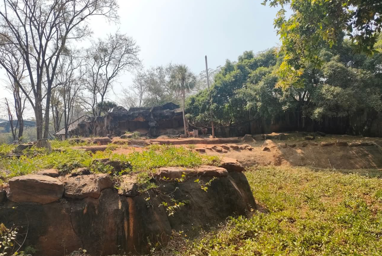 Babary sheep exhibit