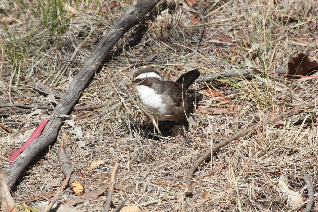 Babbler collecting nesting material