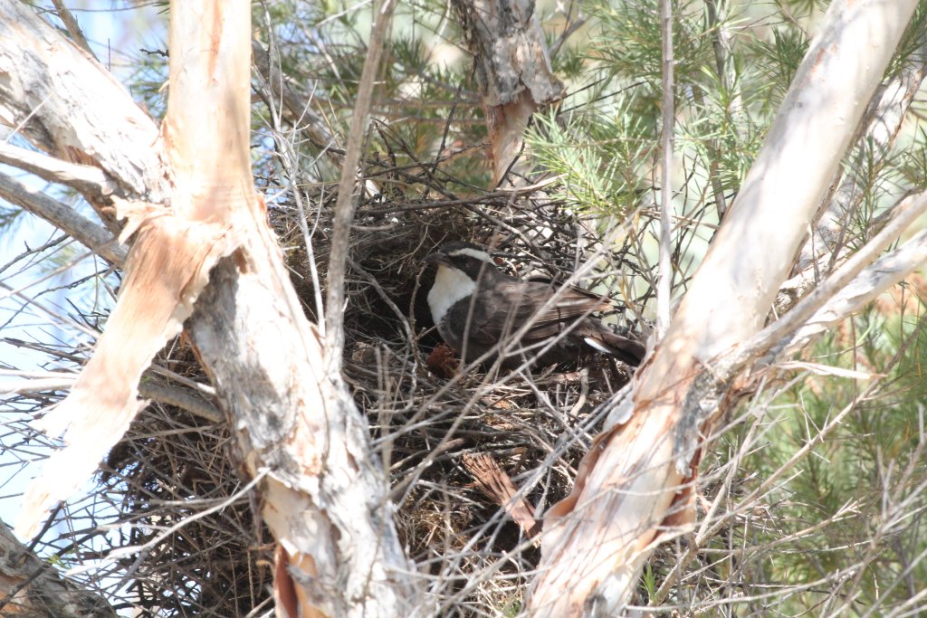 Babbler nest in the Zoofari Lodge area