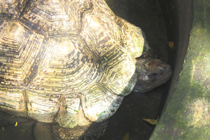 Babcock's leopard tortoise (Stigmochelys pardalis babcocki)