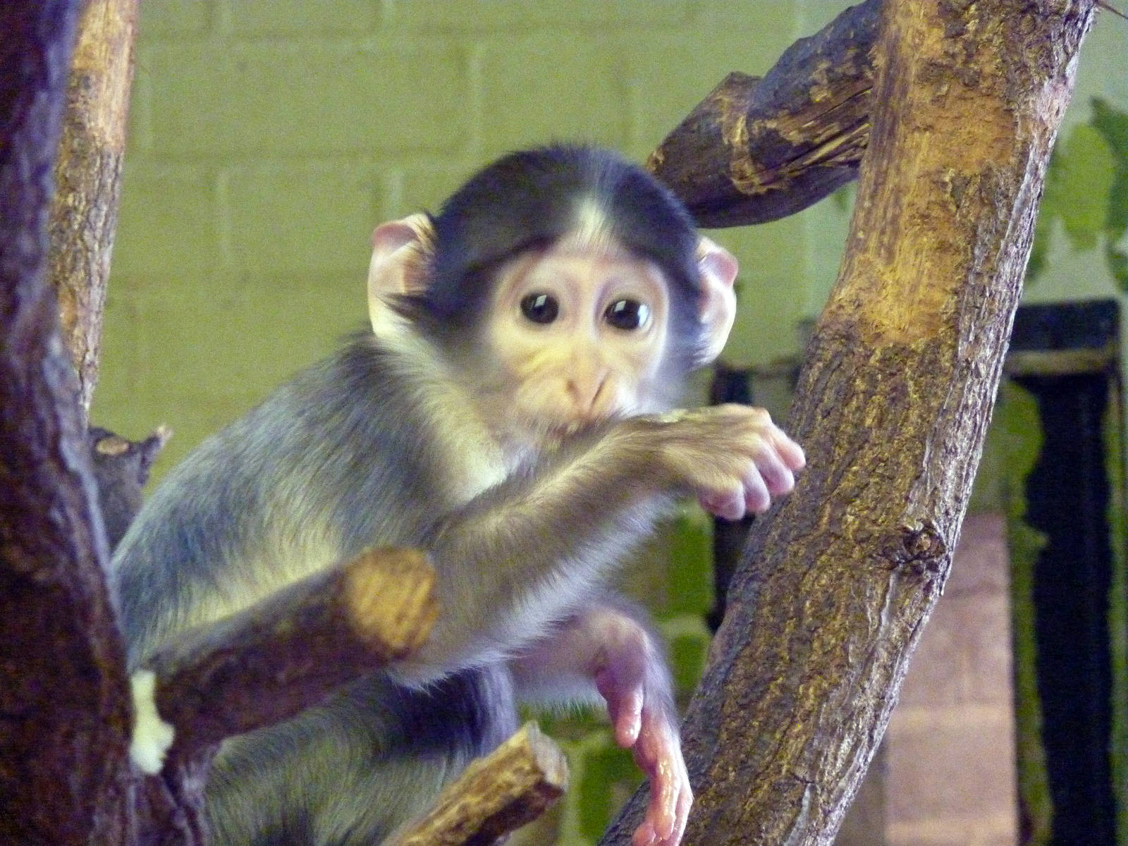 Babey Mangabey
