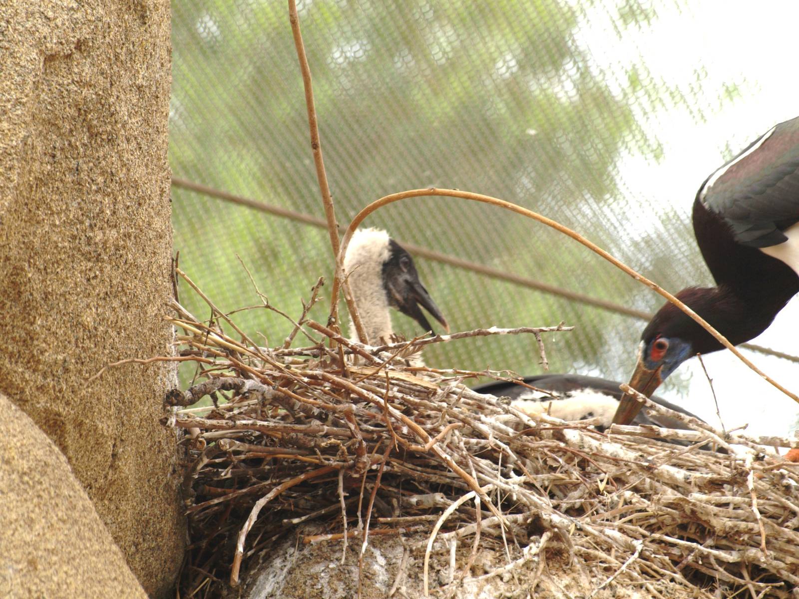 babies, abdim stork chick