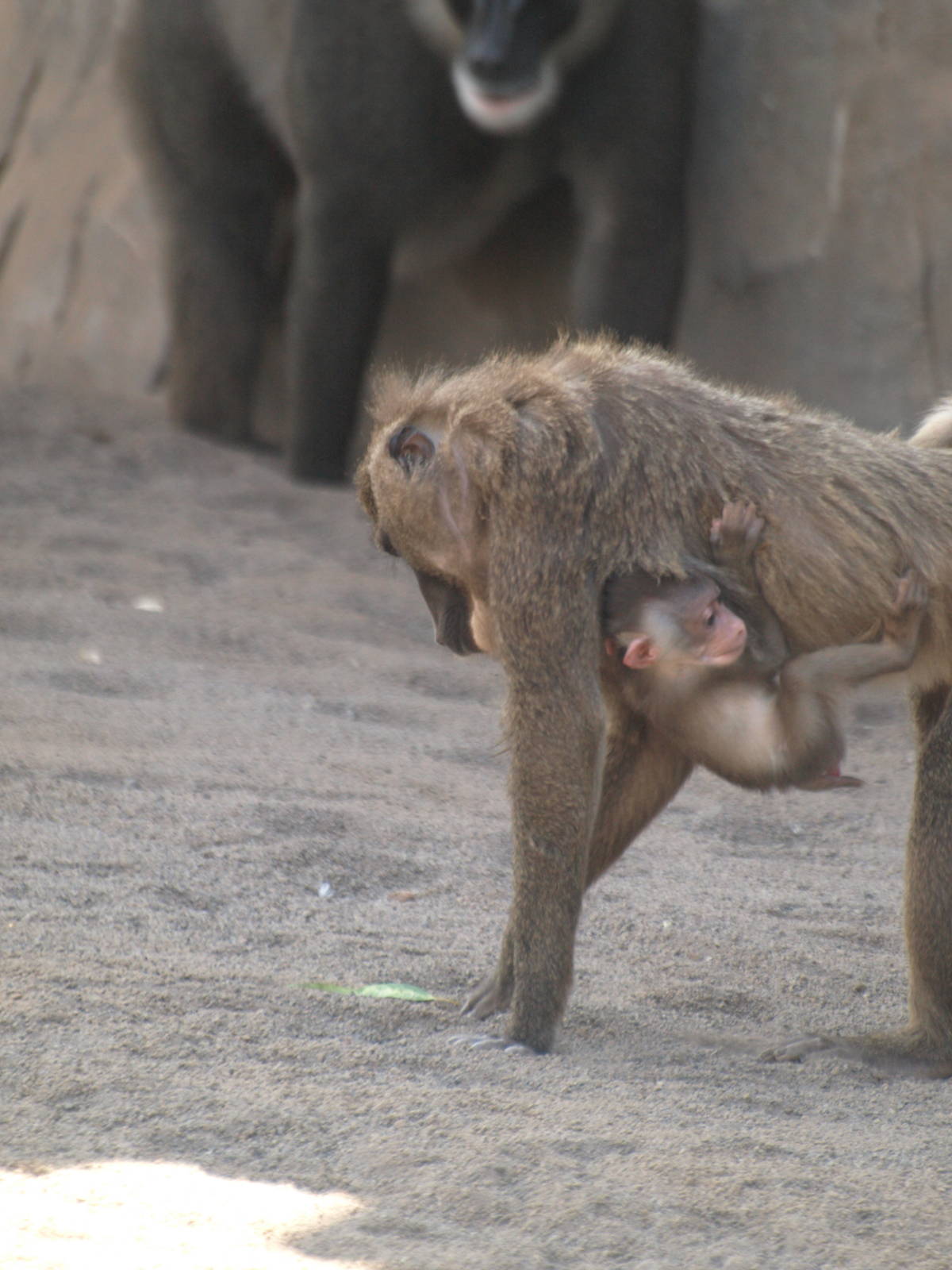 babies, baby drill 1