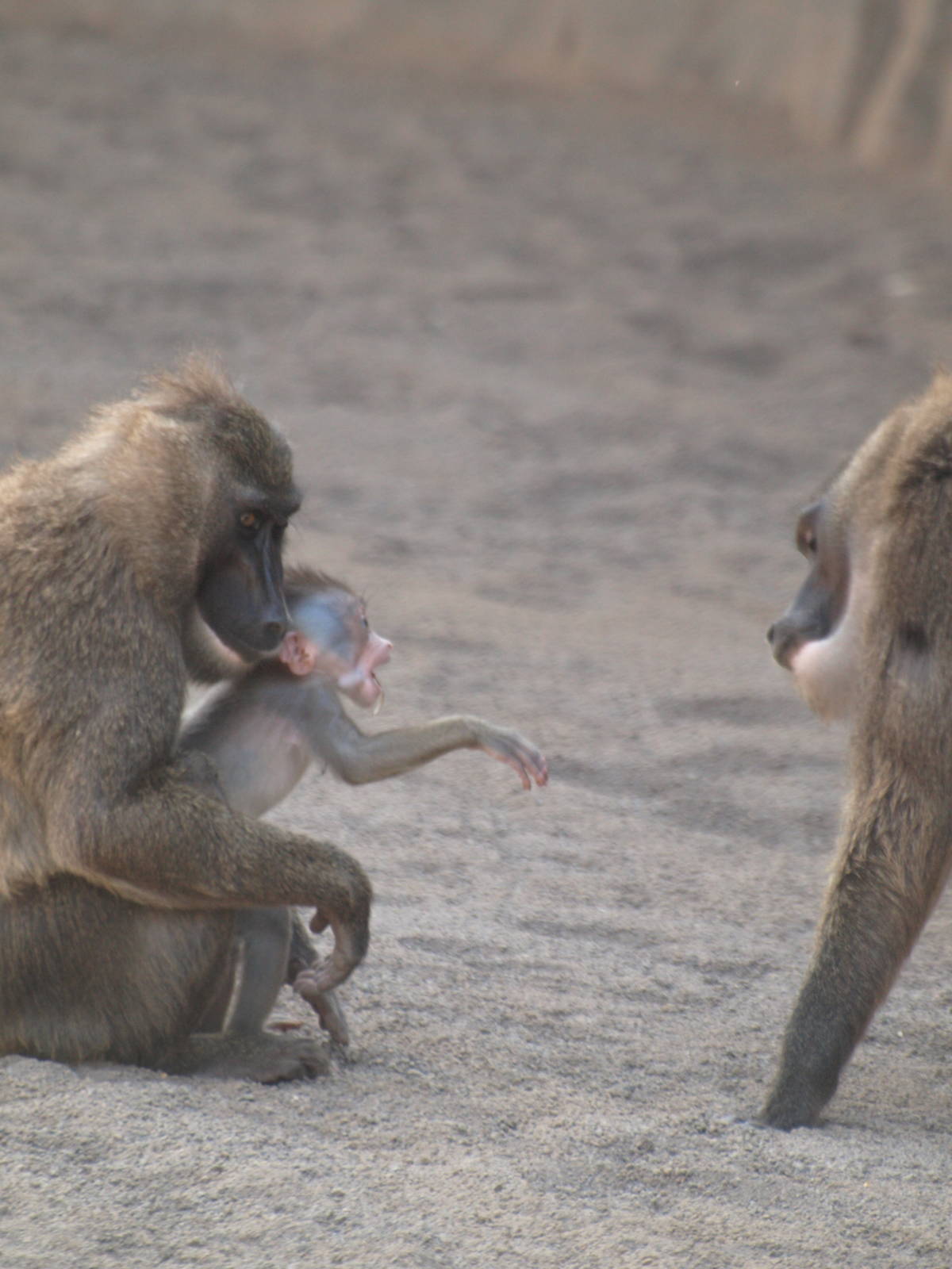 babies, baby Drill 2