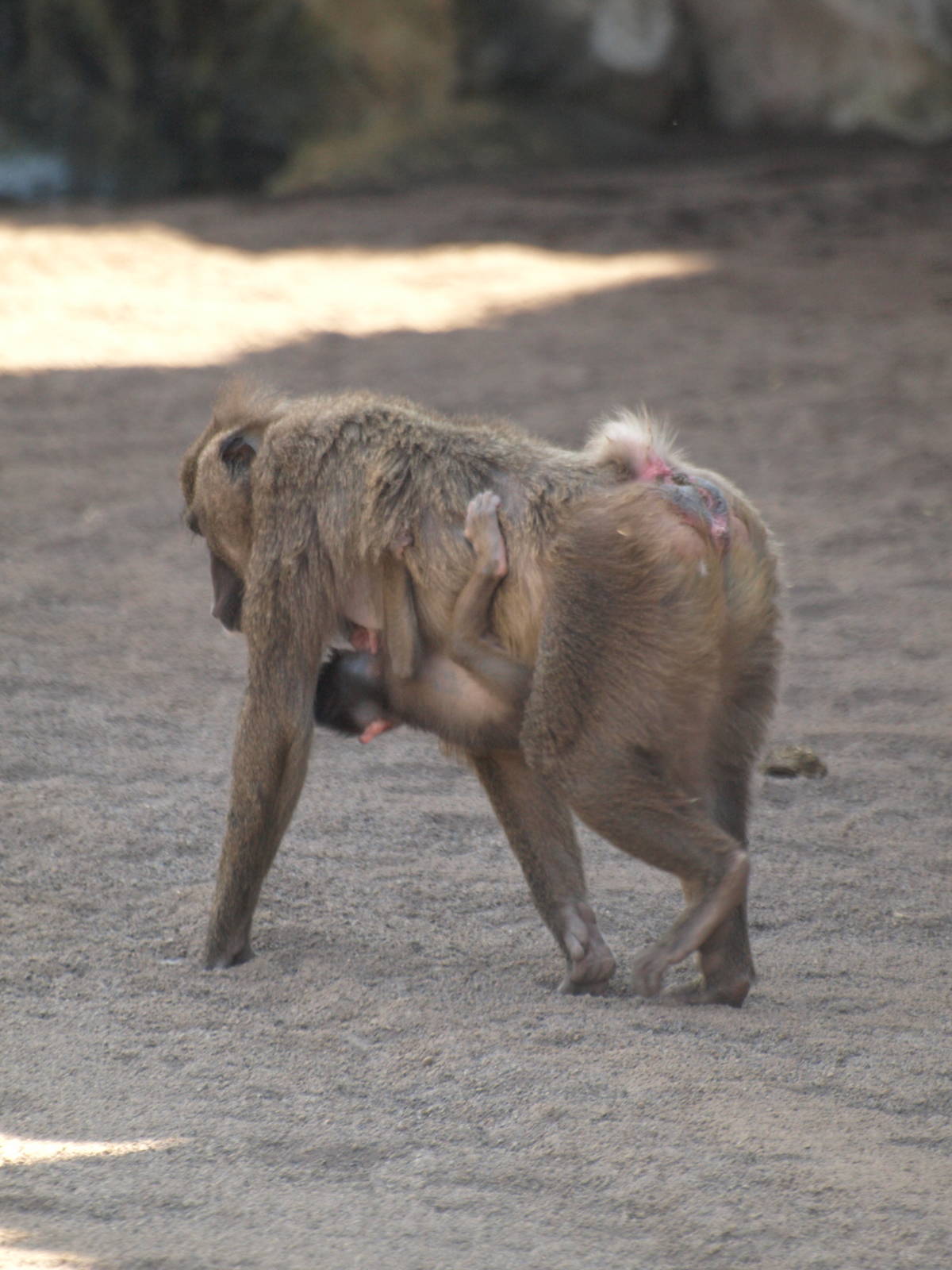 babies, baby Drill 3