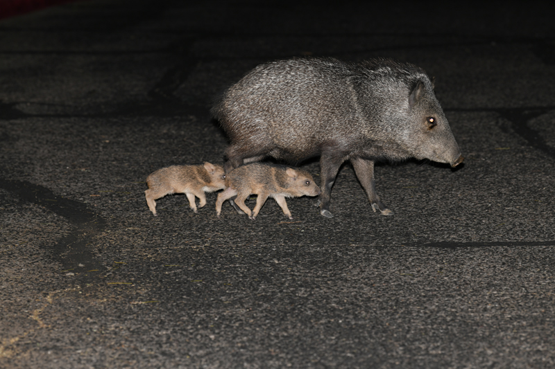 babies in my parking lot