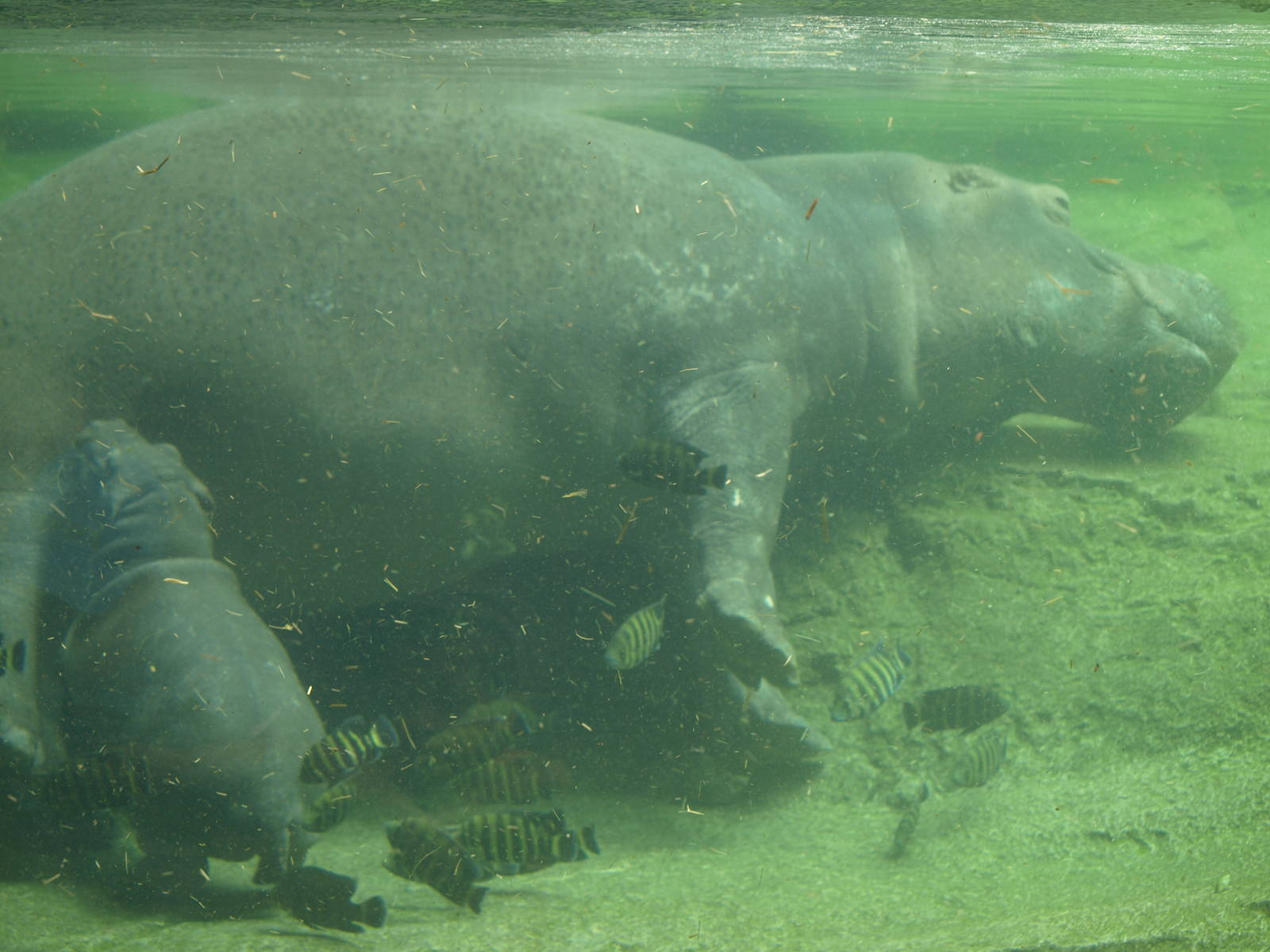 babies,Nile hippo and mom.