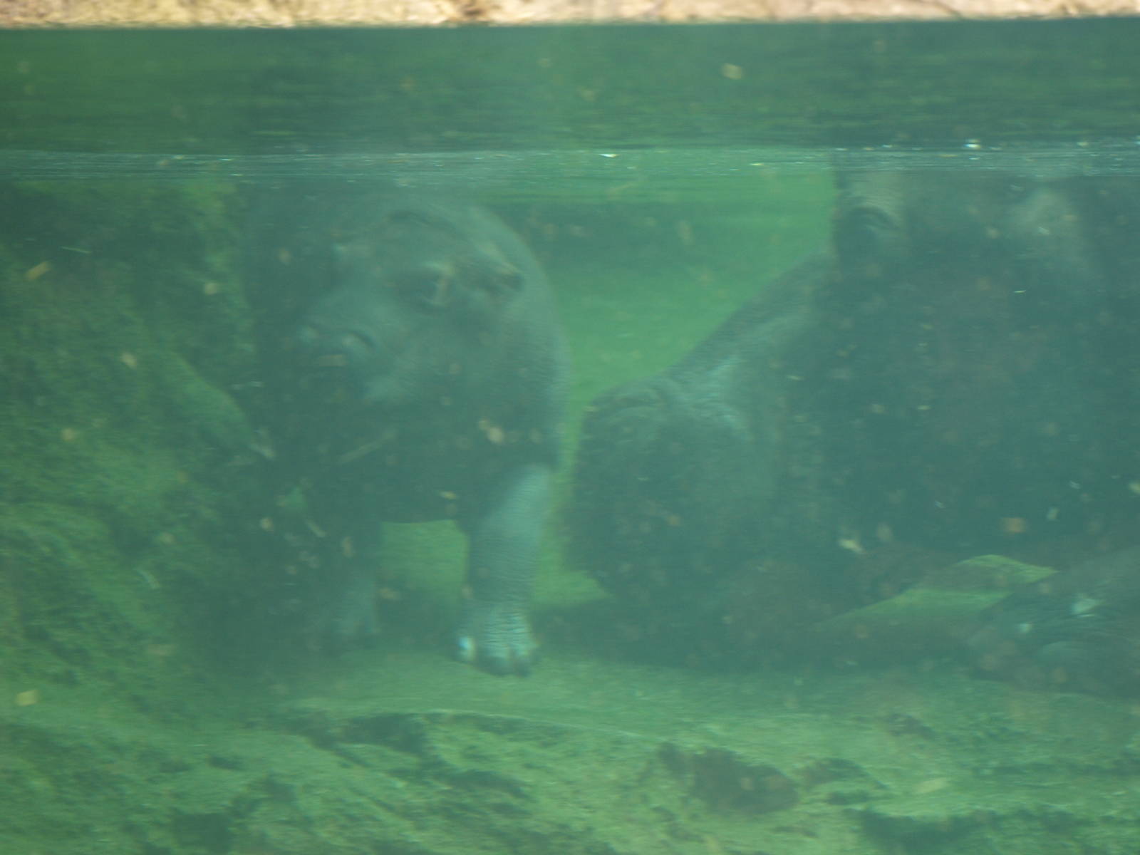 babies; Nile hippo