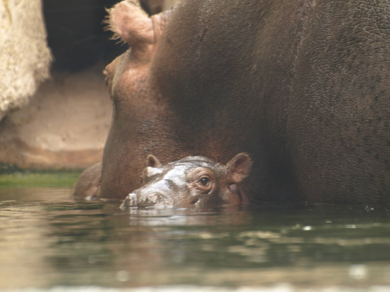 babies;Nile hippo