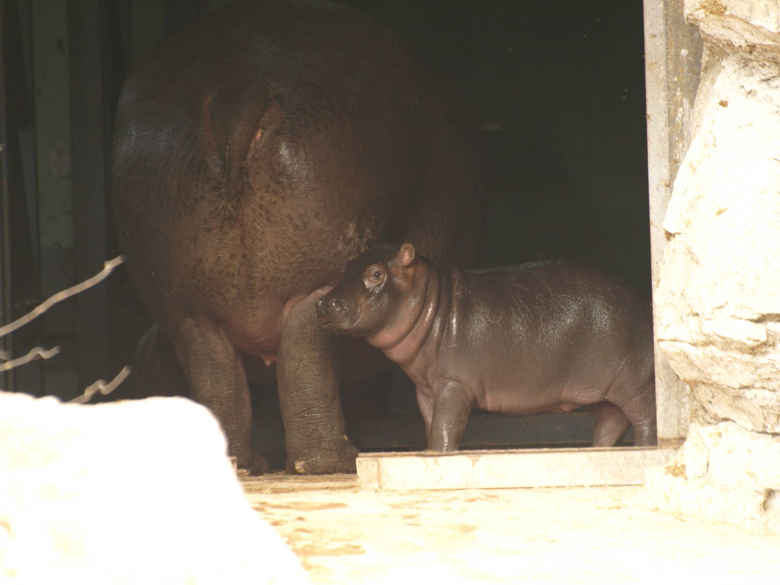 babies; Nile hippo