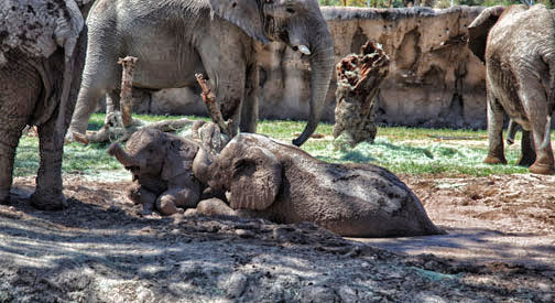 babies playing in mud