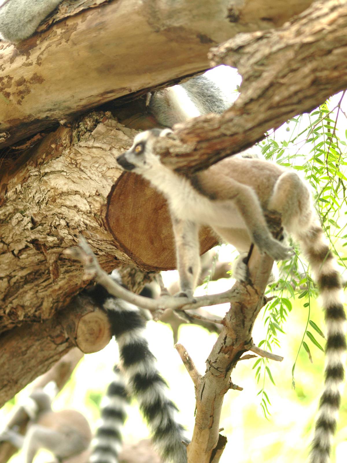 babies, ring tailed lemur