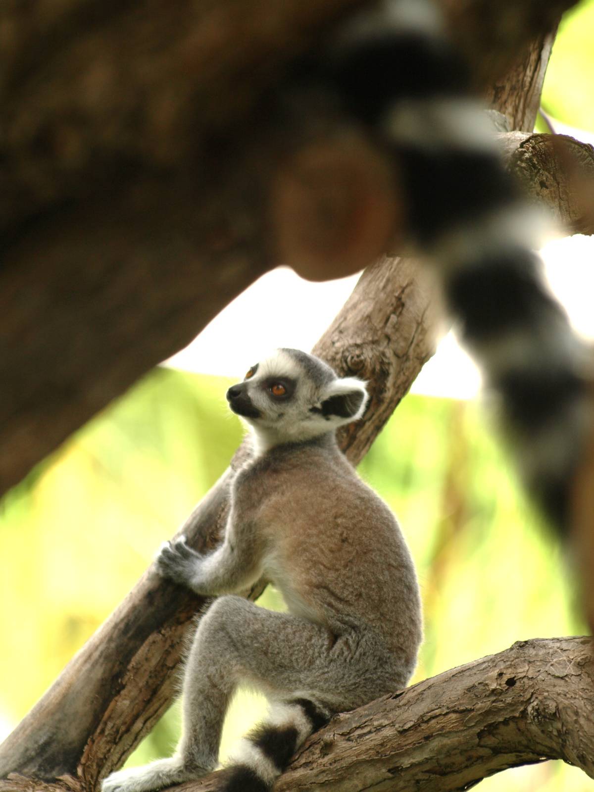 babies, ring tailed