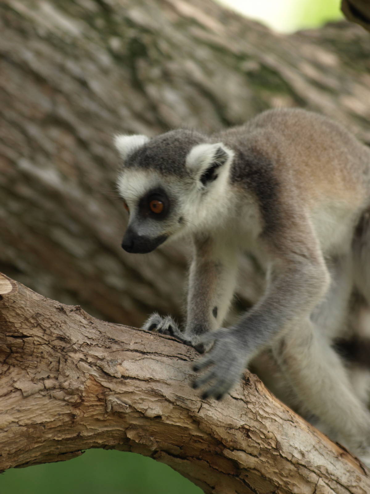 babies, ring tailed