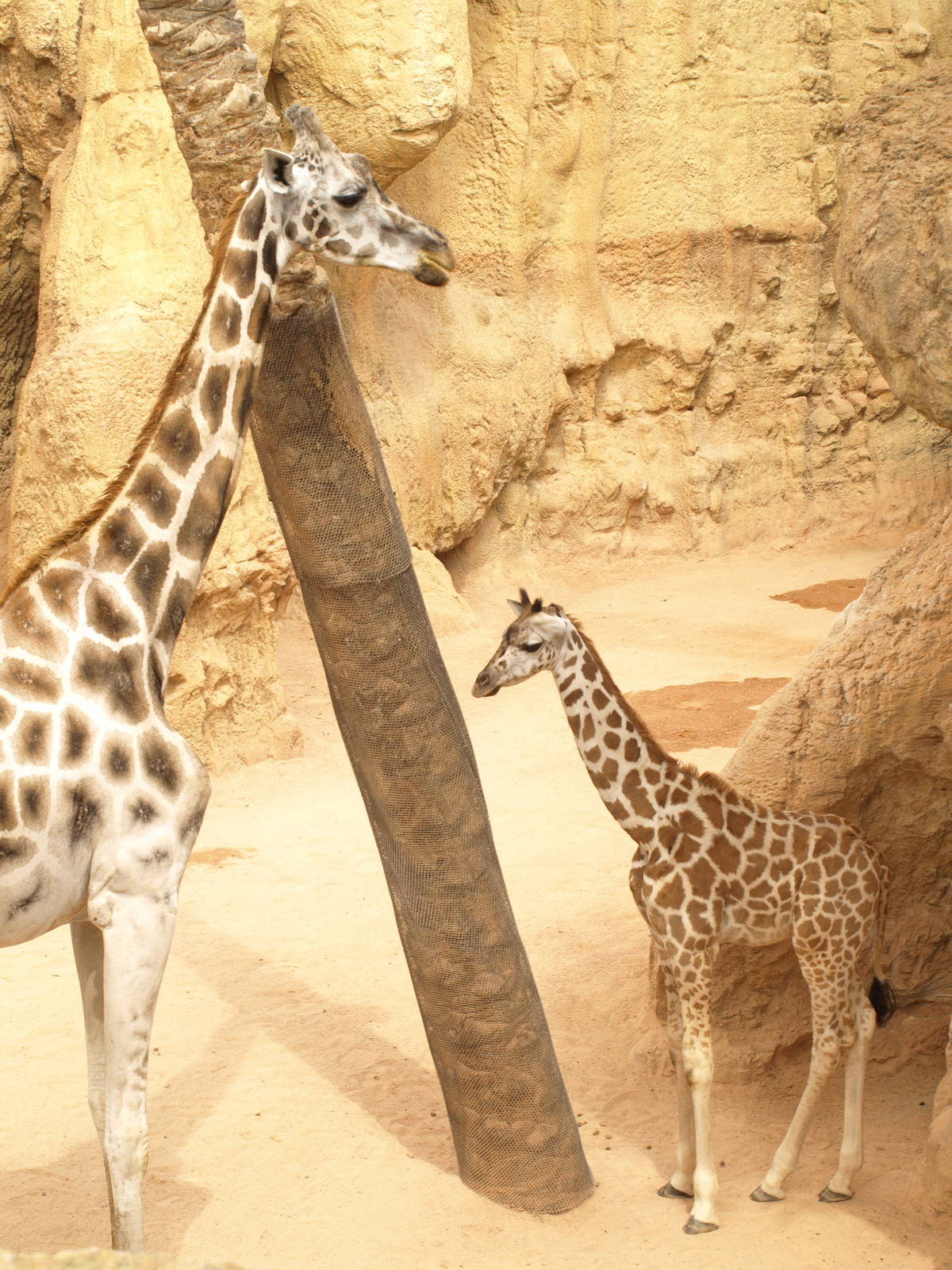 babies, Rotschild giraffe