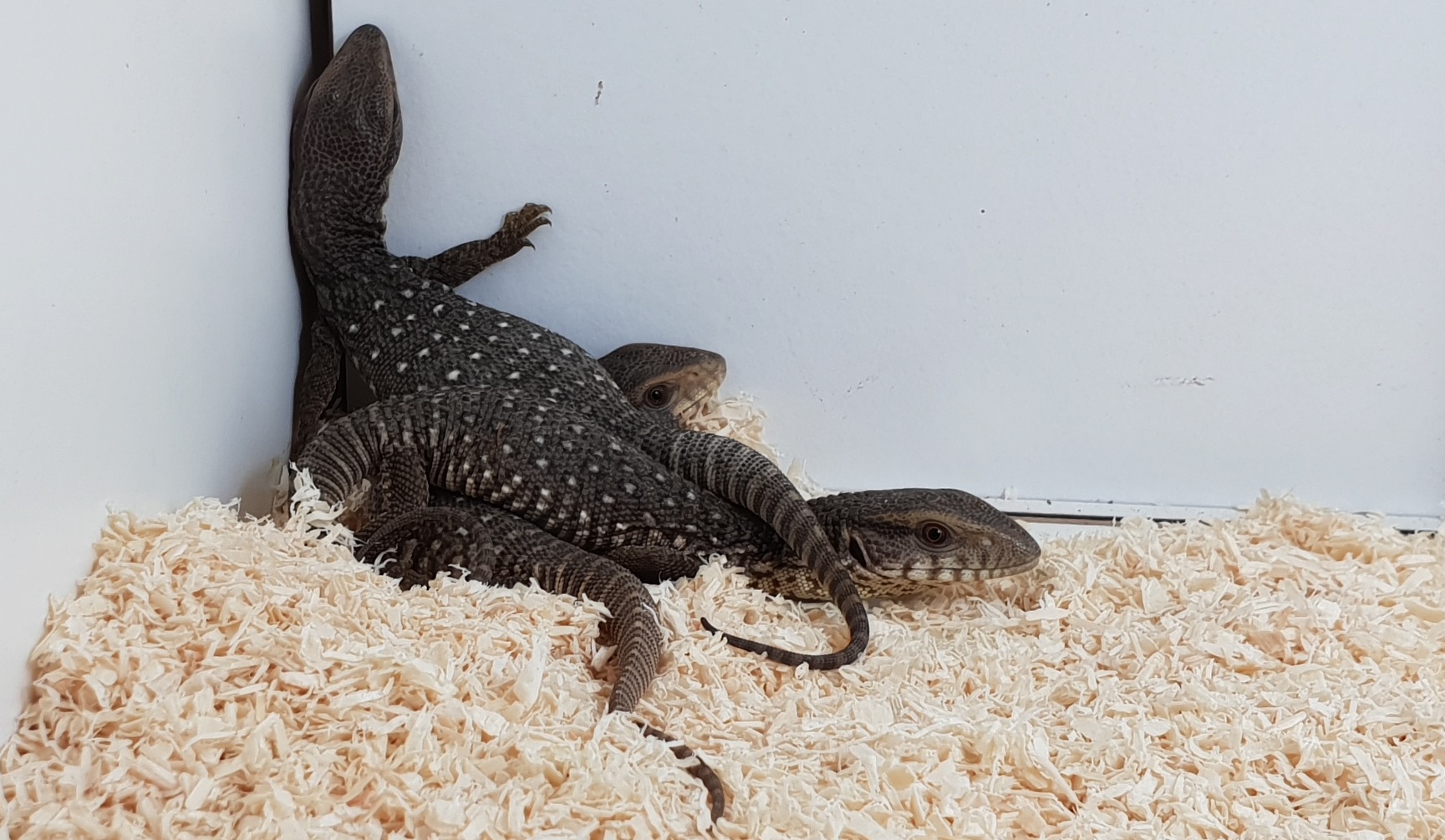 Babies Varanus exanthematicus