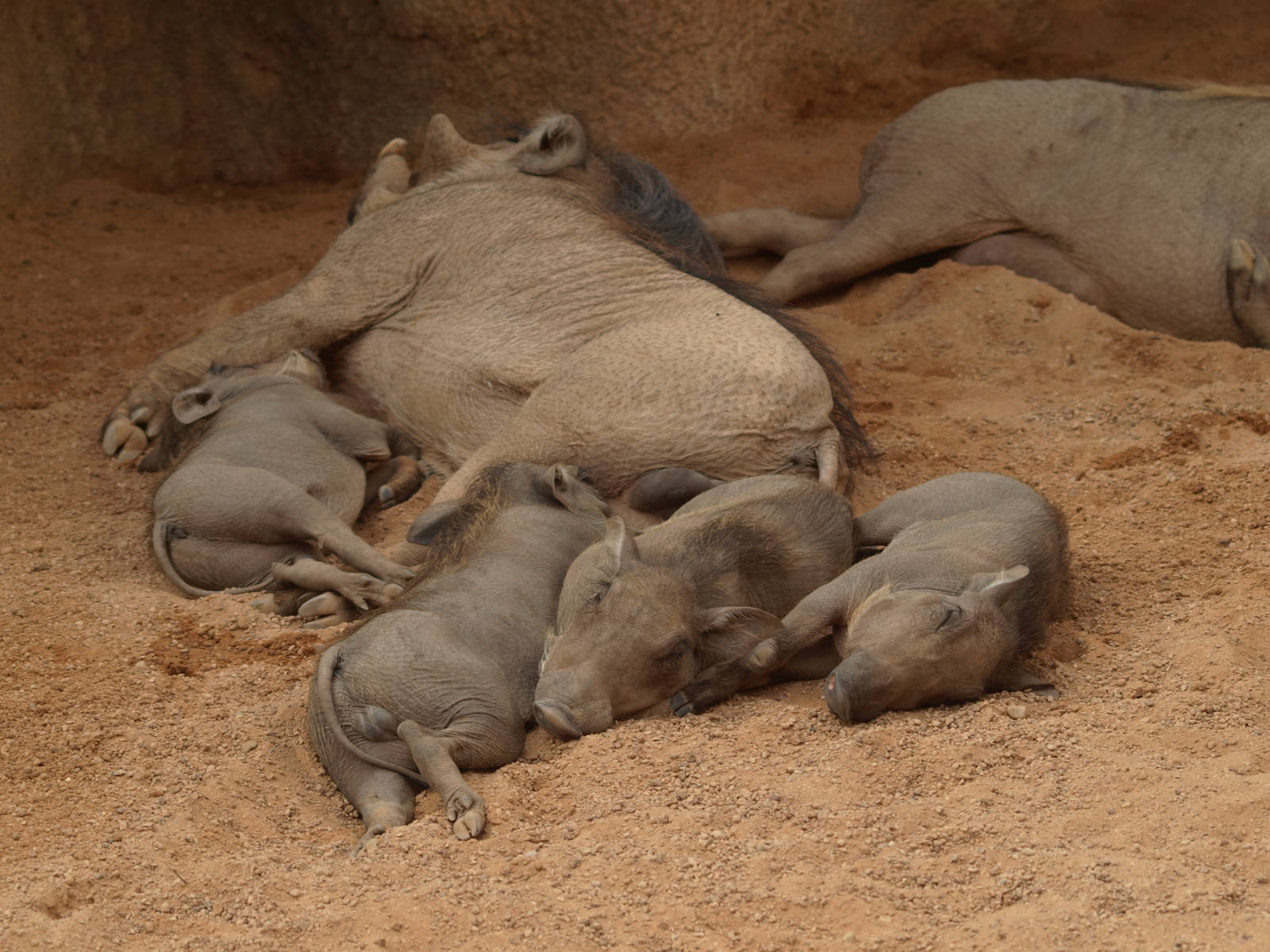 babies, warthogs