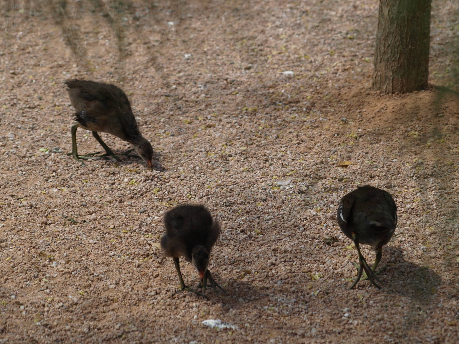 babies,wild Common Moorhen chicks