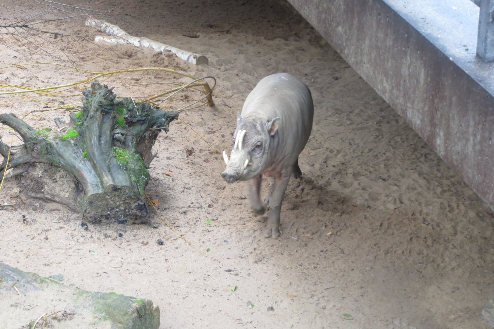 Babirusa 031218