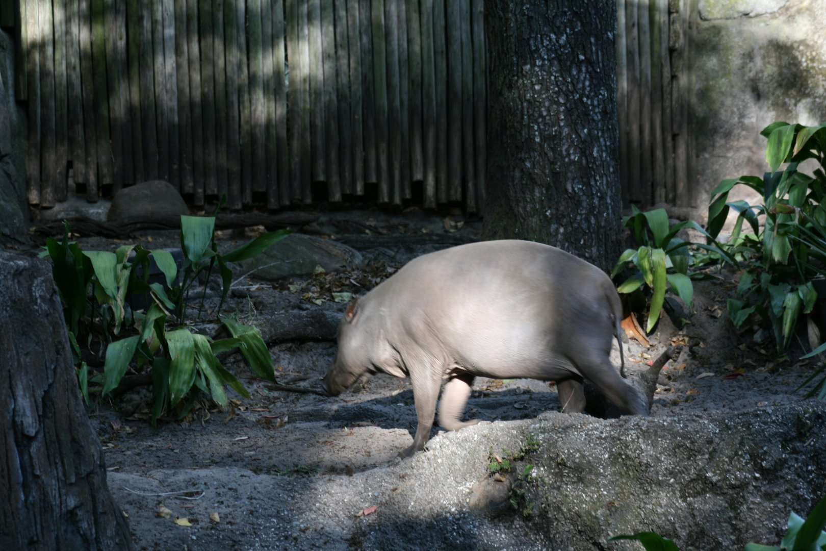 Babirusa (20/2/25)