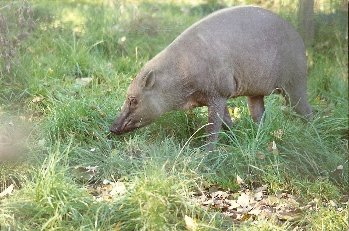 Babirusa 31st October 1997