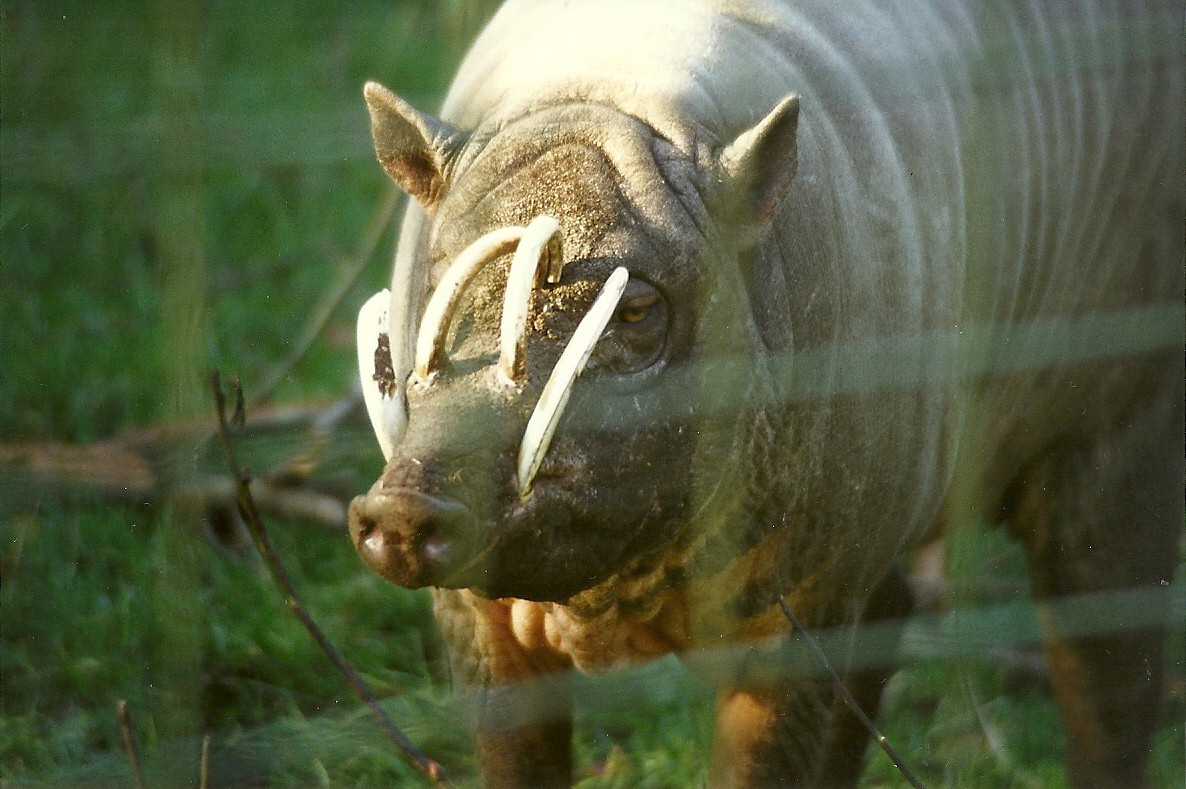 Babirusa 31st October 1997