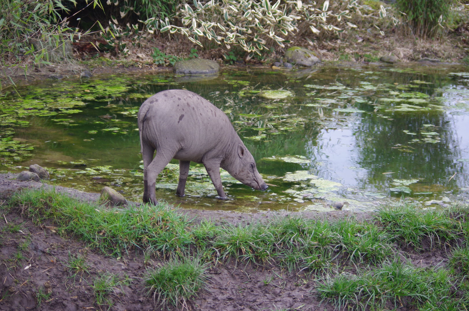 Babirusa- 5/4/2023
