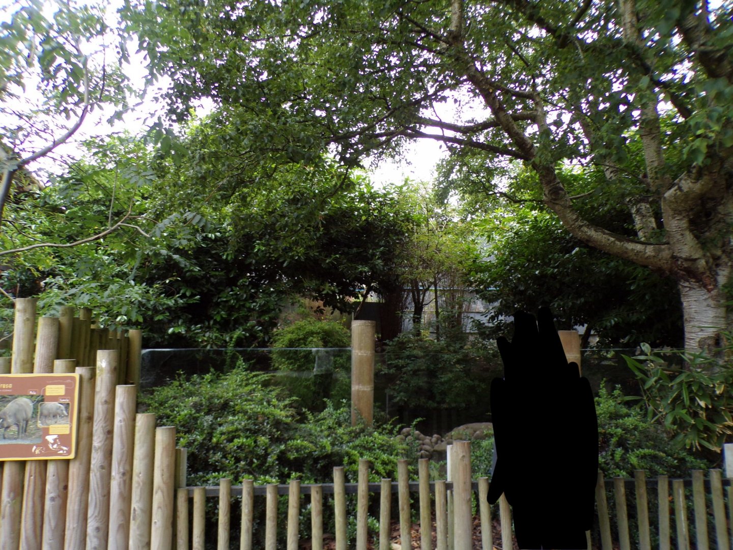 Babirusa and ASCO enclosure 29.6.24