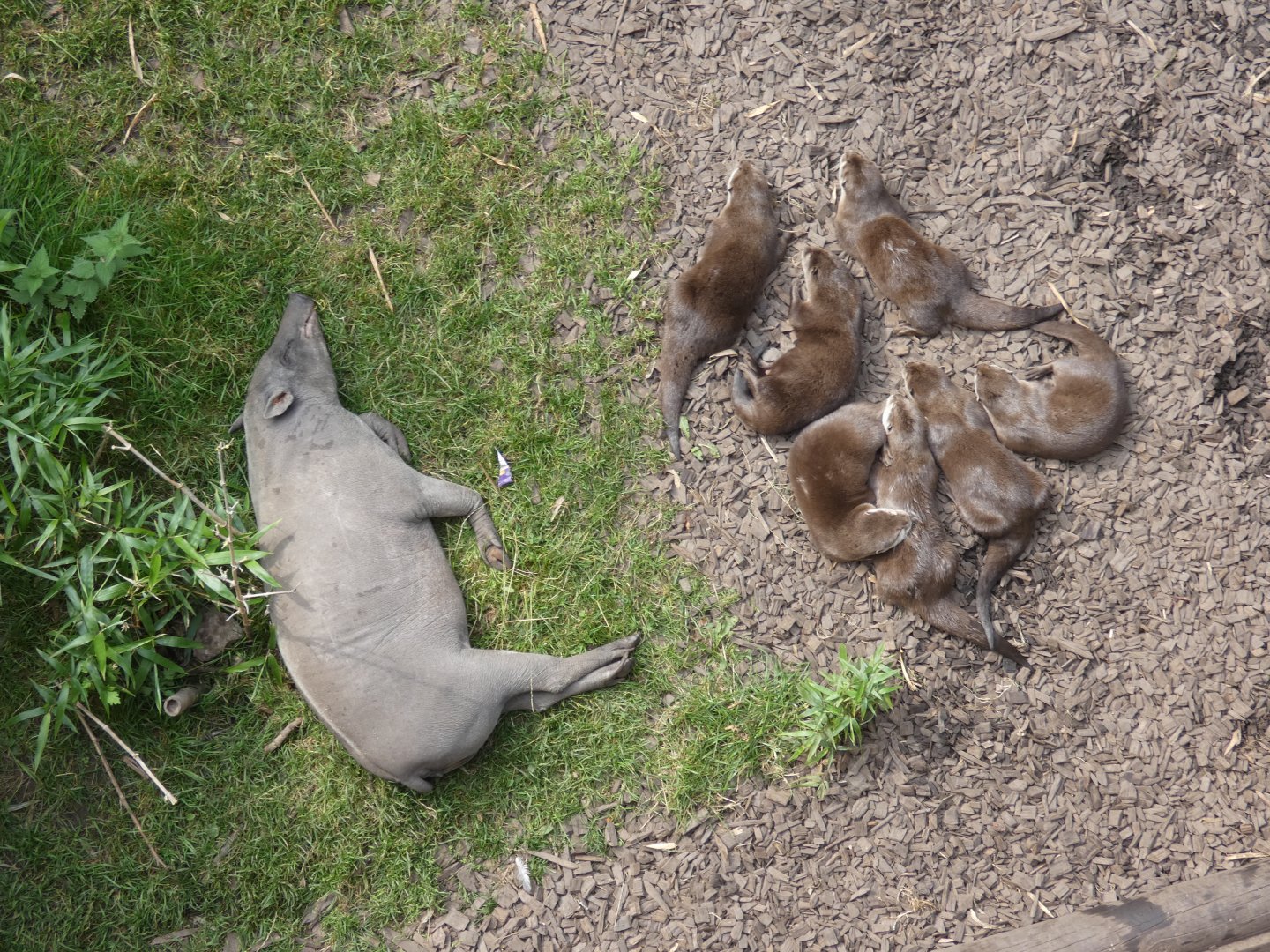 Babirusa and Asian short-clawed otters