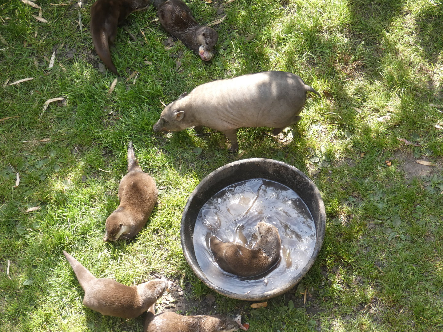 Babirusa and Asian short-clawed otters