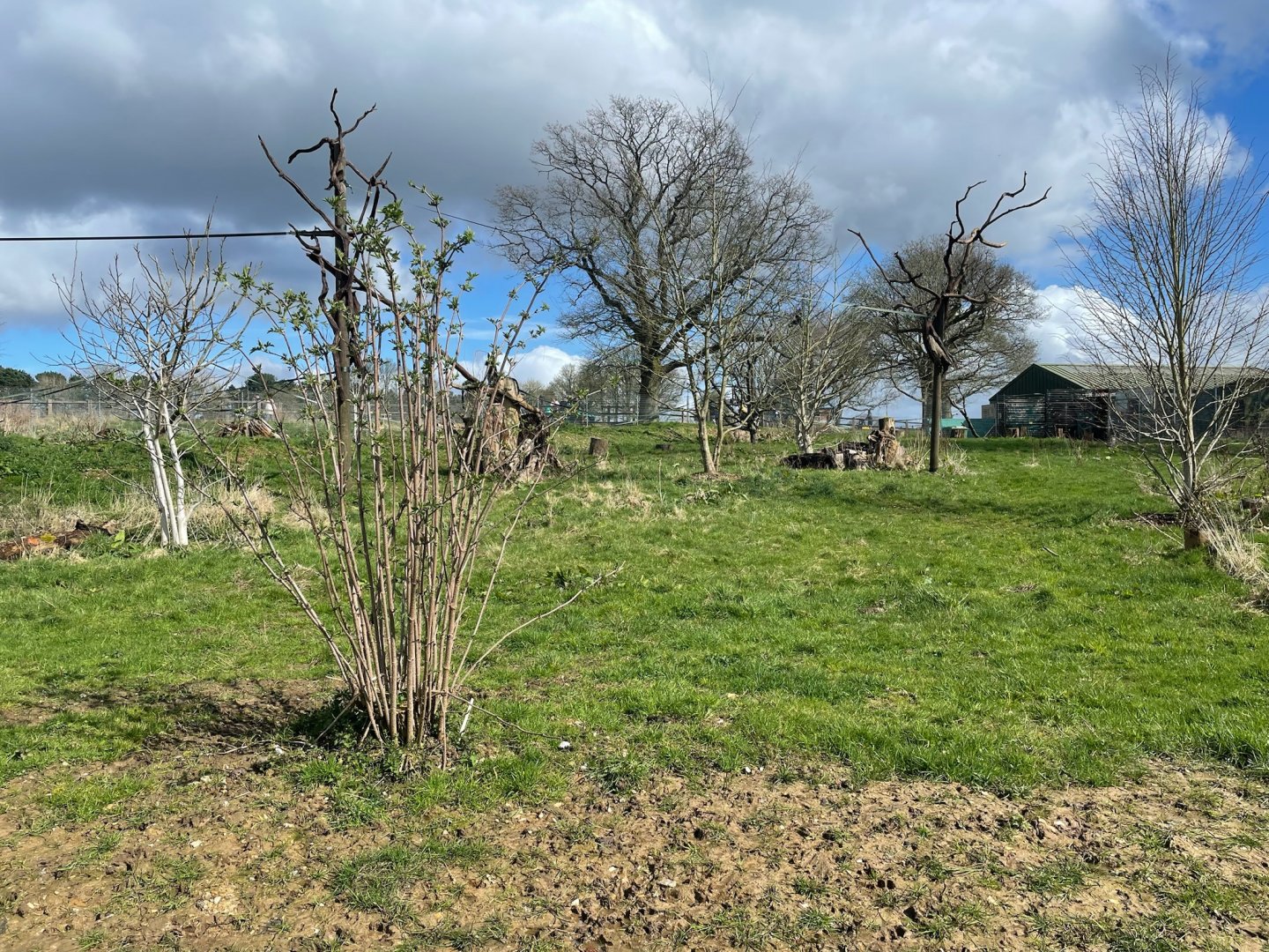 Babirusa and François’s Langur Enclosure