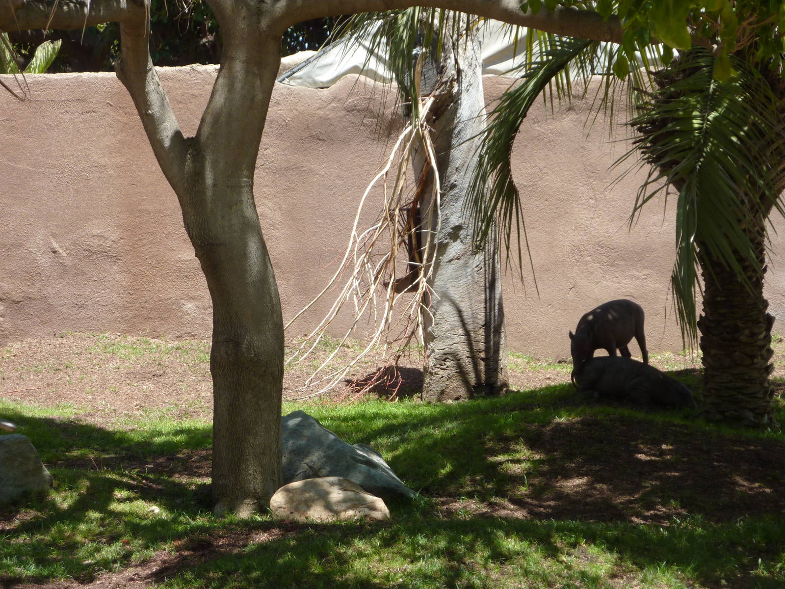 Babirusa and Lowland Anoa Exhibit