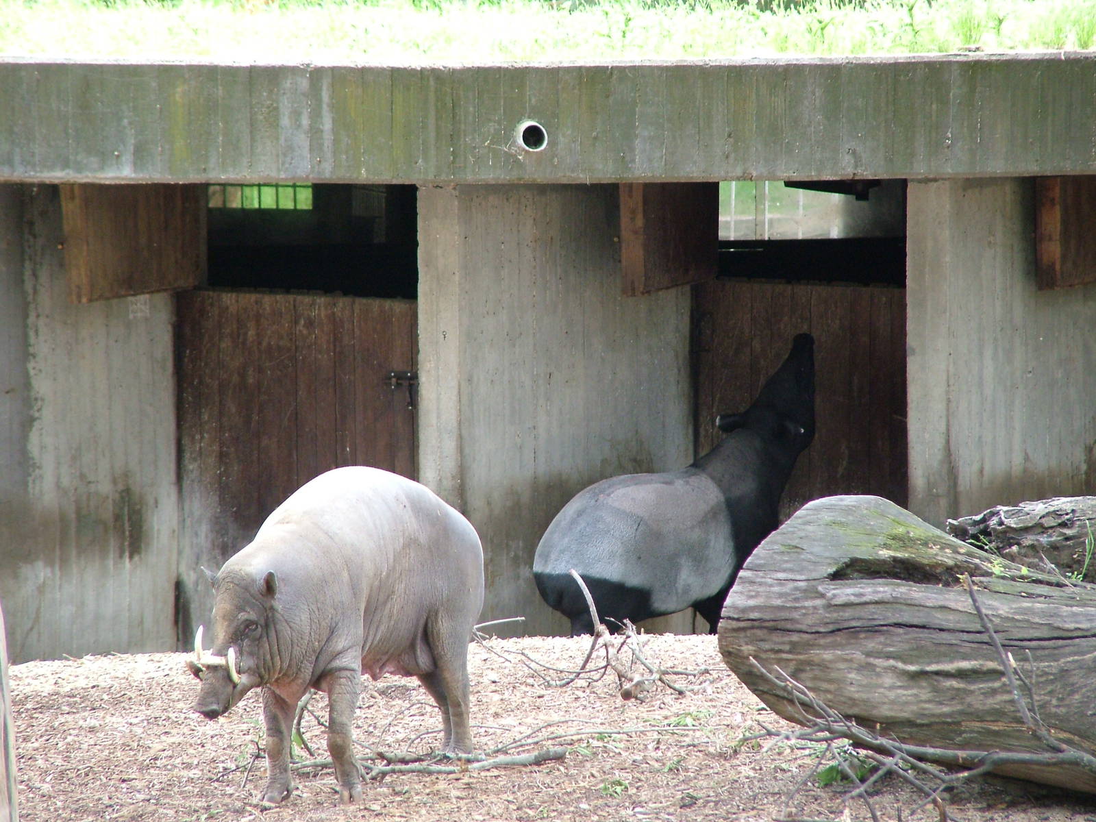 Babirusa and Malayan Tapir Exhibit at Madrid Zoo Aquarium, 26/05/11