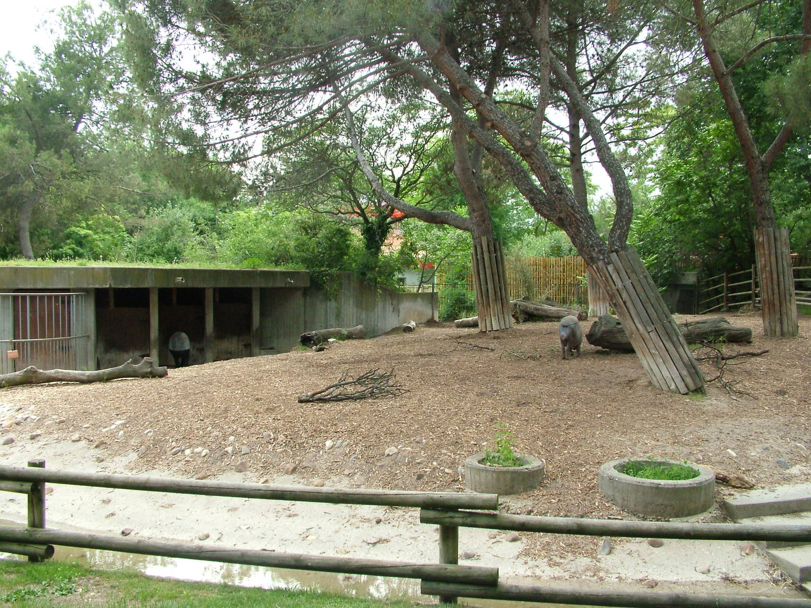 Babirusa and Malayan Tapir Exhibit at Madrid Zoo Aquarium, 26/05/11