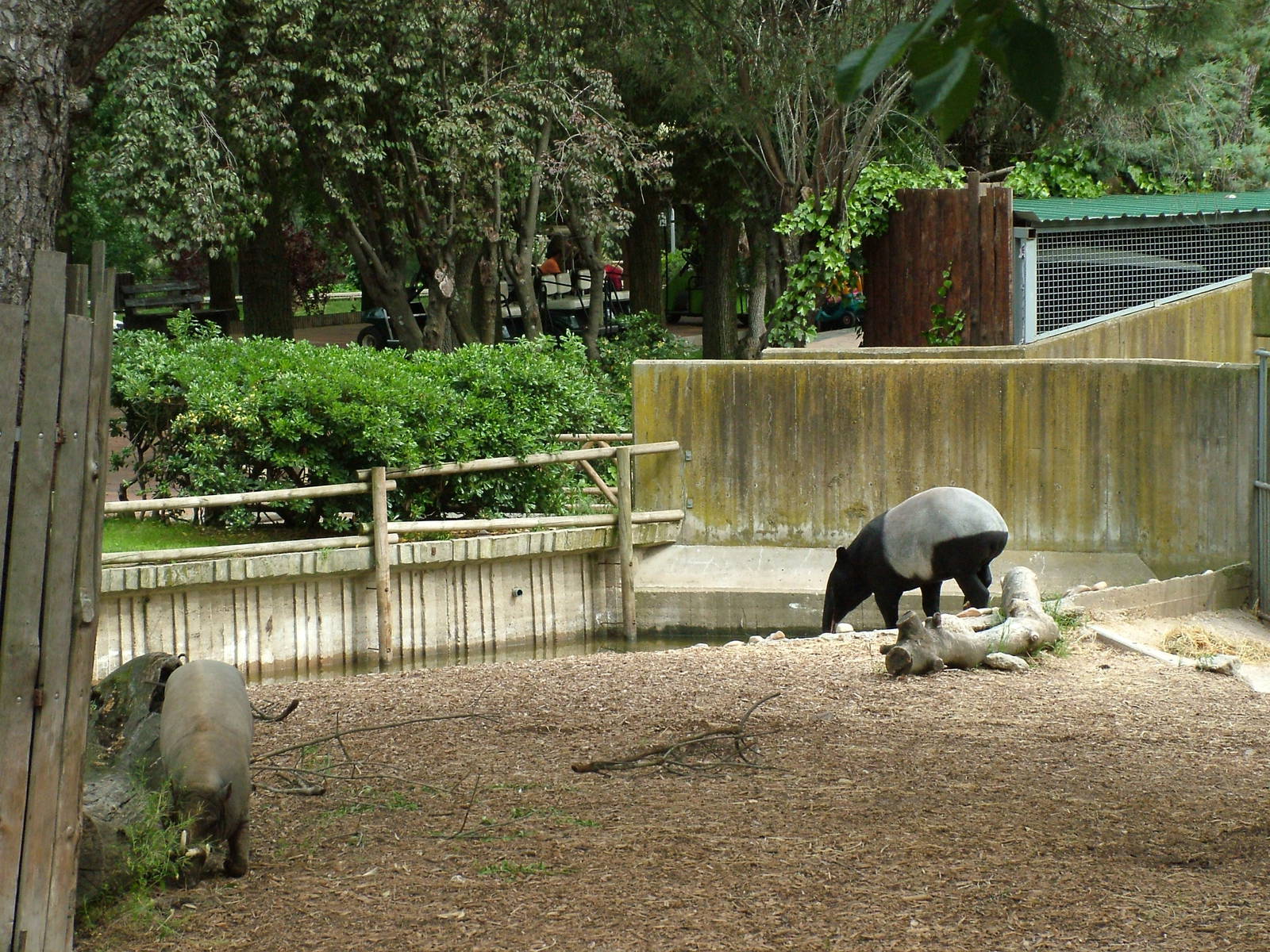 Babirusa and Malayan Tapir Exhibit at Madrid Zoo Aquarium, 26/05/11