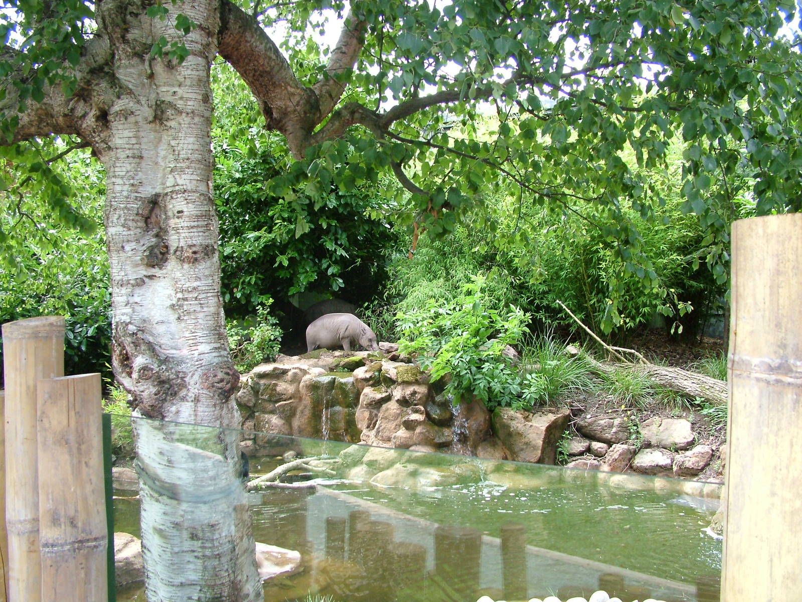 Babirusa and Otter exhibit at Chester 18/07/09