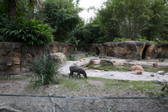 babirusa and otter exhibit