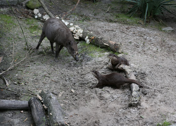 babirusa and otters