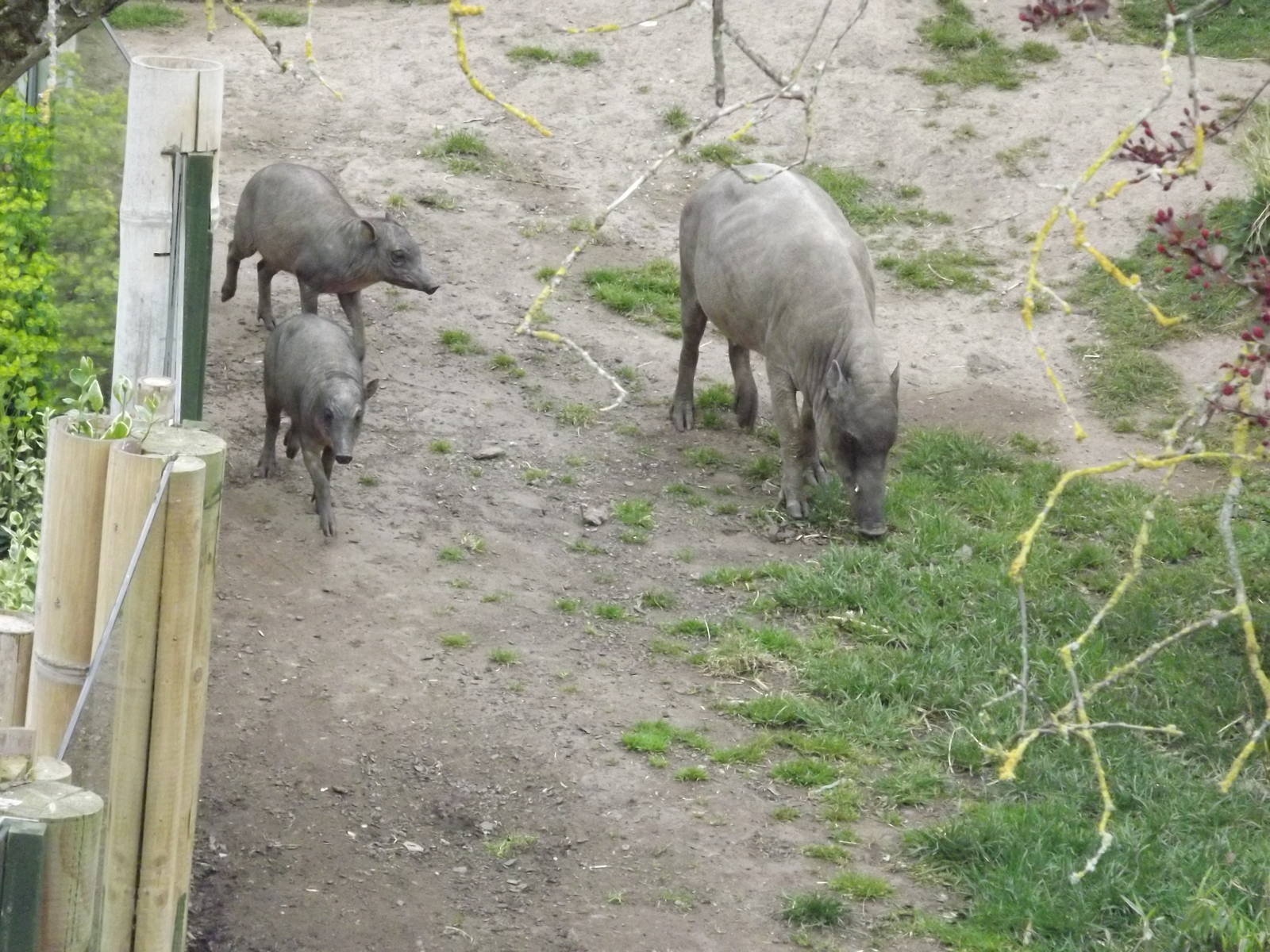 Babirusa and piglets at Chester Zoo 31/03/12