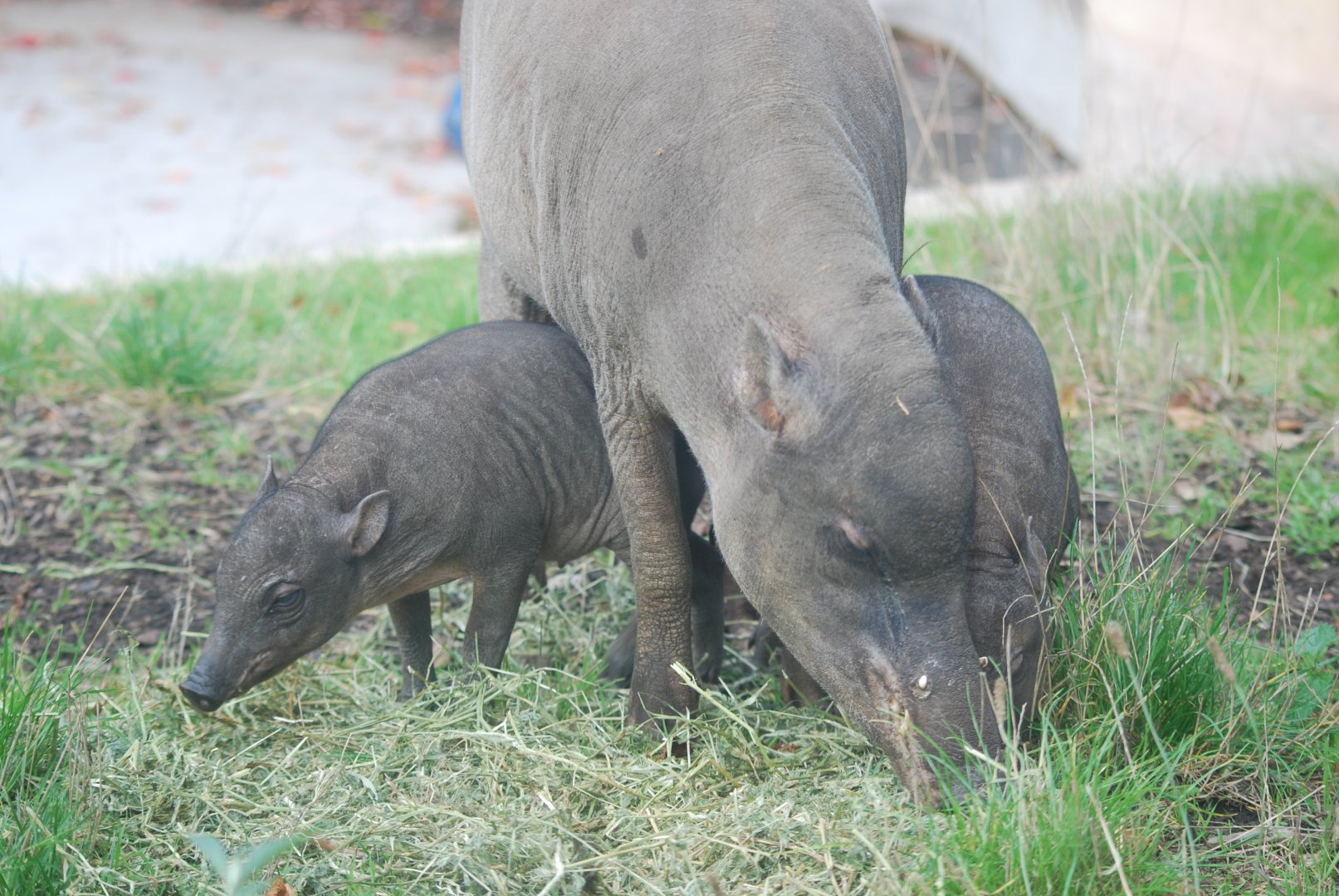 Babirusa and piglets at ZSL London, 5/10/2024