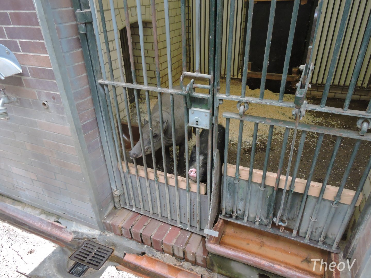 Babirusa and pot-bellied pig [2017]