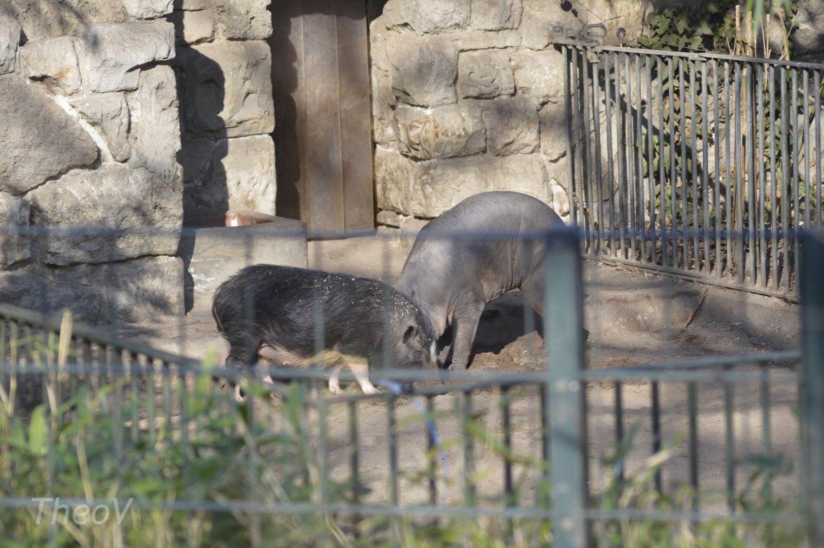 Babirusa and pot-bellied pig [2018]