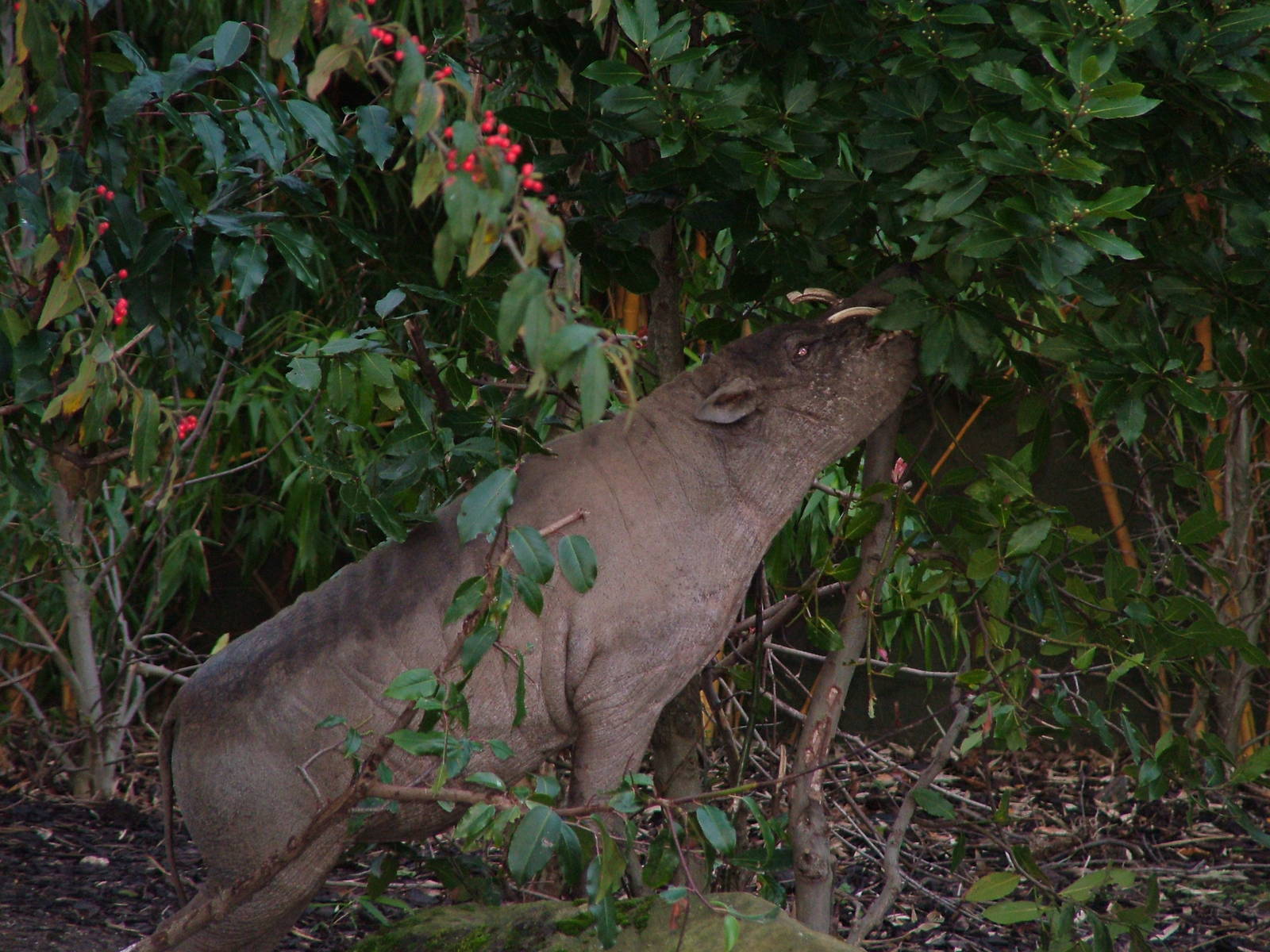 Babirusa at Chester 06/12/09