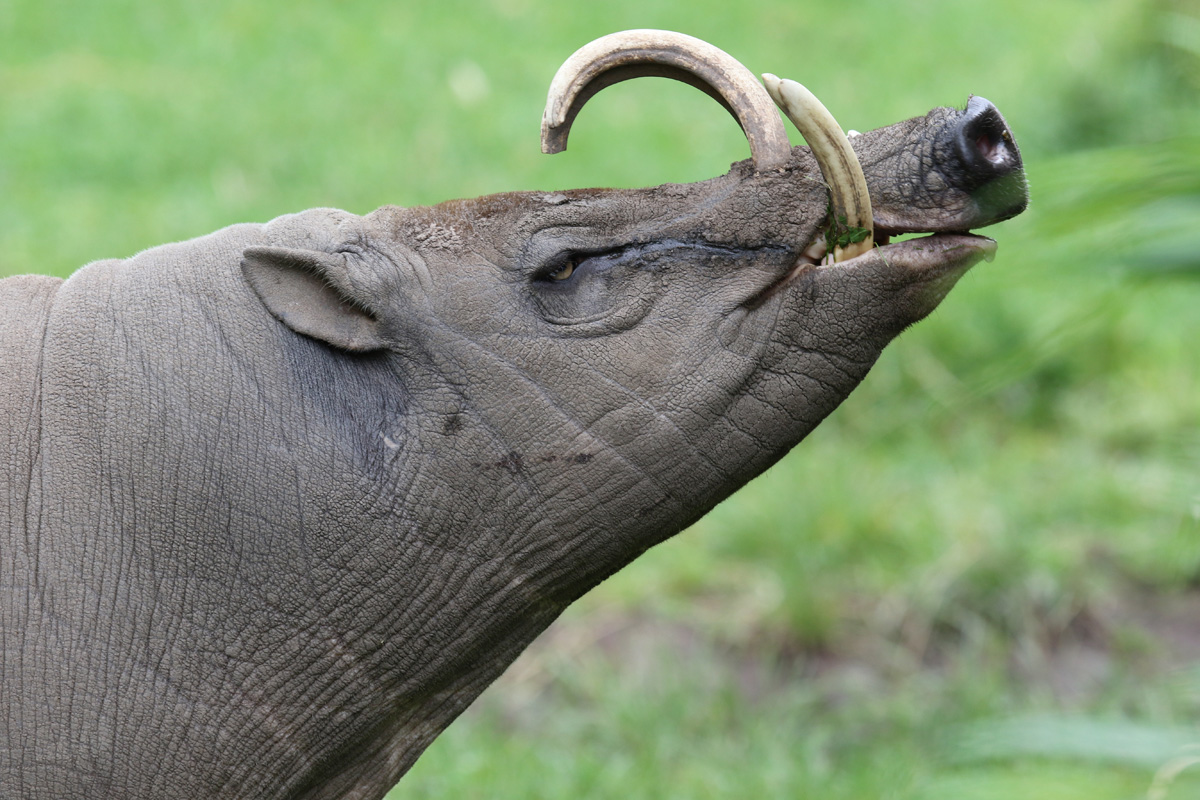 Babirusa at Chester Zoo 16-Aug-2020