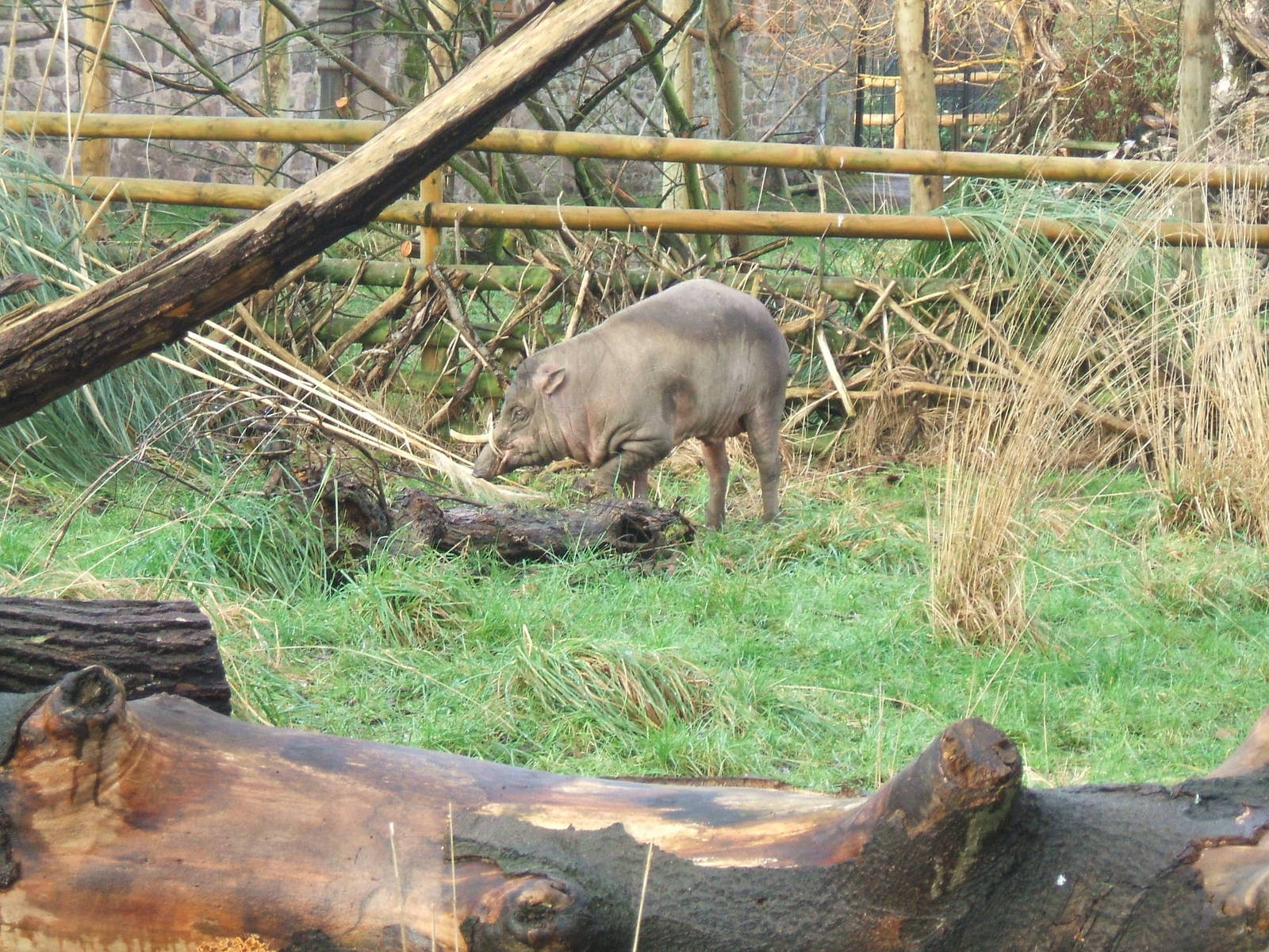 Babirusa at Chester zoo, 2006/2007?