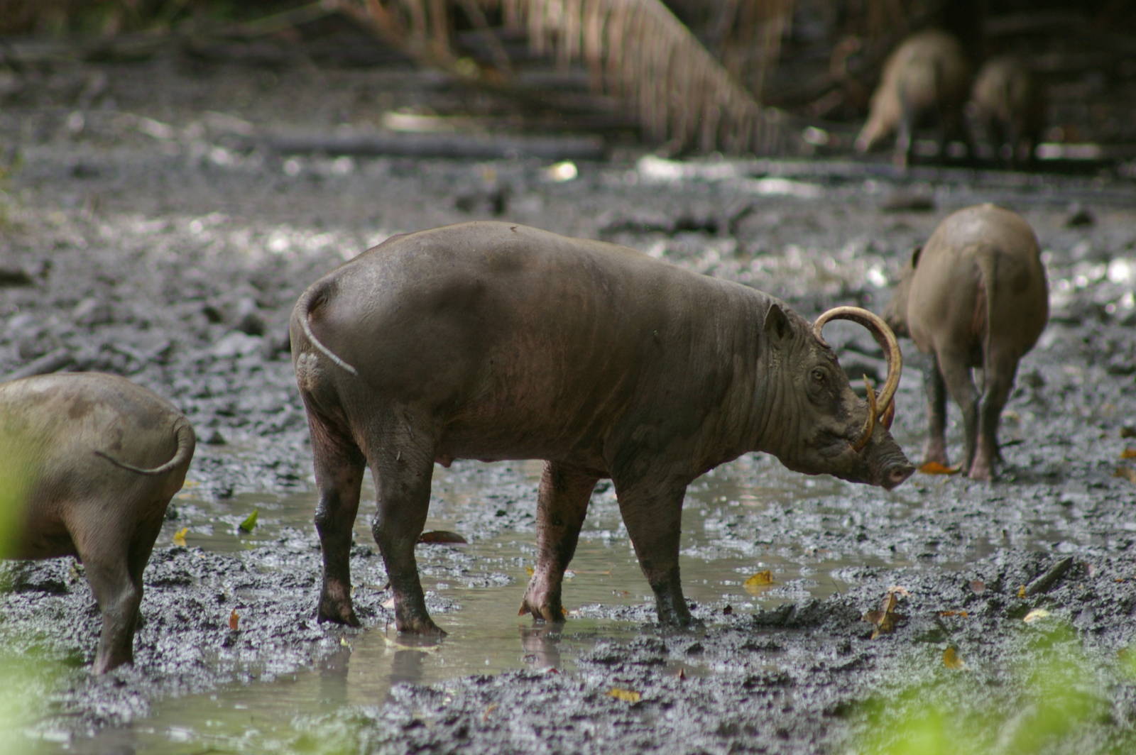 babirusa at Nantu Reserve, northern Sulawesi
