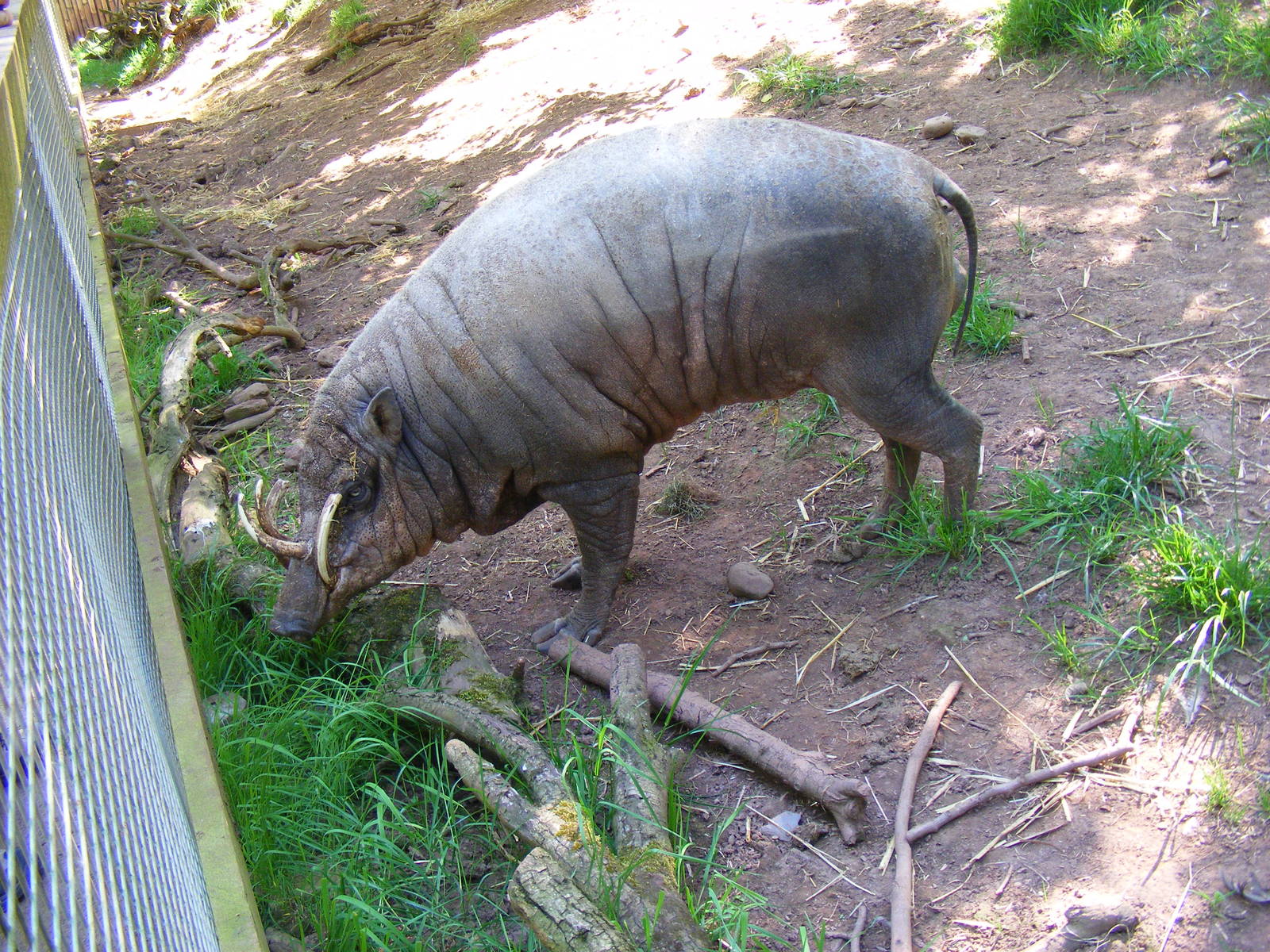 Babirusa at South Lakes Wild Animal Park, 23 May 2010